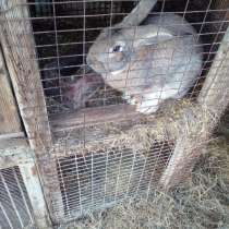 Кролики мясных пород, в г.Актобе