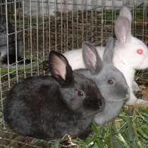Кролики Новозеландские, в Симферополе