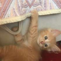 Котята ищут любящую семью. Ласковые мурлыки, в Саратове