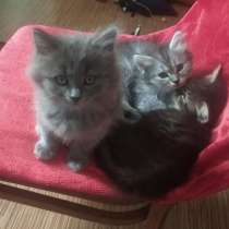 Котята, в Урюпинске