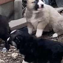 Щенки в добрые руки, в Минеральных Водах