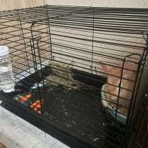 Отдам кролика бесплатно в добрые руки, в Москве