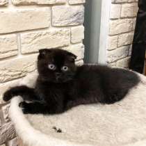 Шотландский вислоухий чёрный котёнок, в Ставрополе