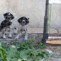 Немецкие собачки Дратхаара, в Белогорске