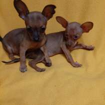 Той терьер, в Москве