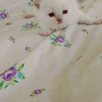 Шотландские котята, в г.Тирасполь