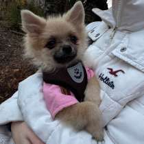 Шпиц, в Сыктывкаре