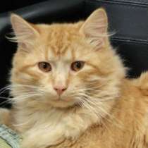 Отдам даром Рыжий красавец Марк, в Санкт-Петербурге