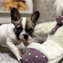 Французский бульдог мальчики Предлагаются в продажу щенки ф, в г.Донецк