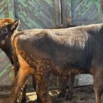 Продам бычки 1 год, в Буйнакске