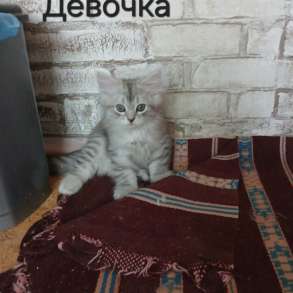 Котята, в г.Бендеры