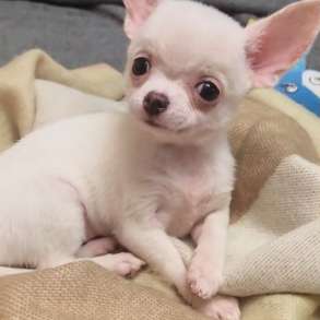 Chihuahua. Mini girl, в г.Ольденбург