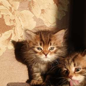 Сибирские котята, в г.Бендеры