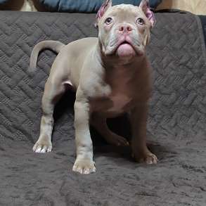 Щенки Американский булли в типе покет, в Оренбурге