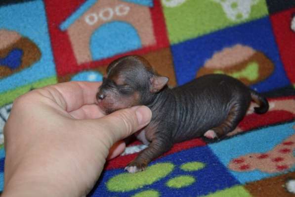 Щенки китайской хохлатой собаки мини в Пушкино