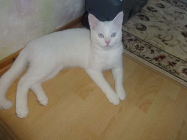 Белый голубоглазый котик као мани приглашает на вязку в фото 8