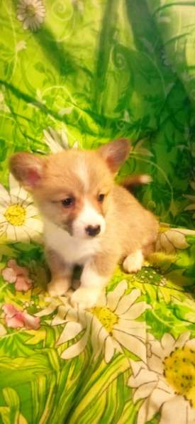 Щенки вельш корги пемброк в фото 9