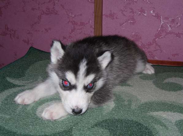 Девочки хаски в Москве фото 11