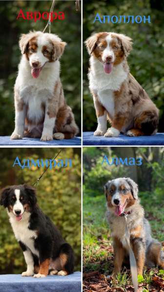 Миниатюрная американская овчарка в Домодедове фото 22