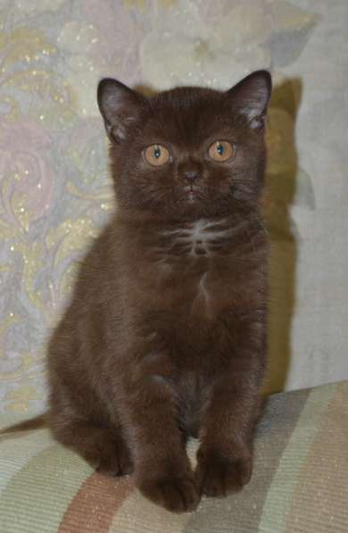 котенка шоколадного в Хабаровске фото 13