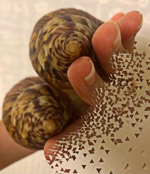 Улитки Ретикулята Альбино разнокровные в Хабаровске фото 7