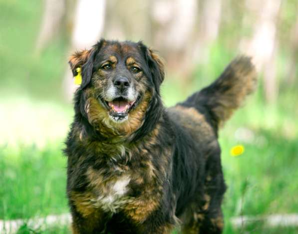 Прекрасная собака Парма ищет семью в Москве фото 25