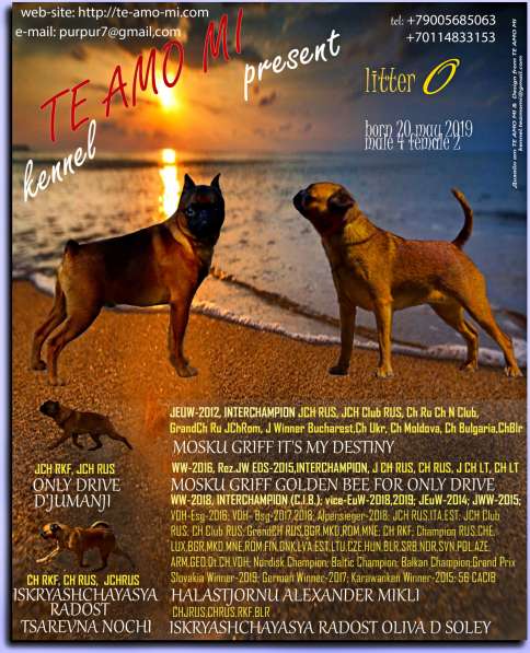 Перспективные щенки пти-брабансона в Калининграде фото 3