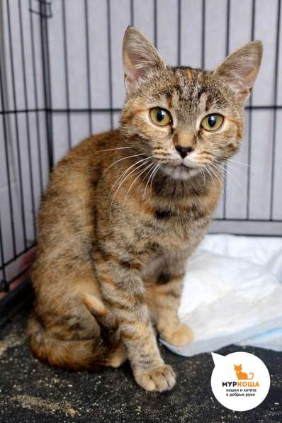 Кошечка Нянкэт в Москве фото 4