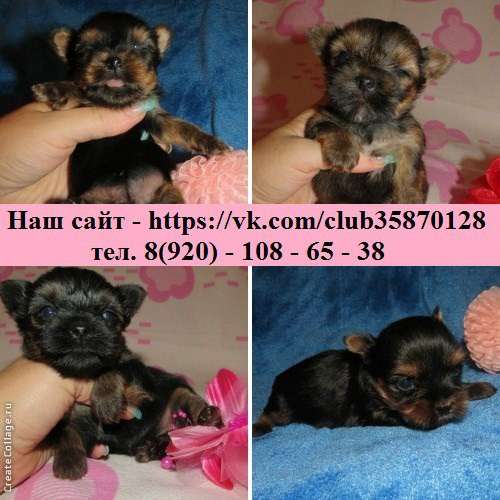 Щенки йорки