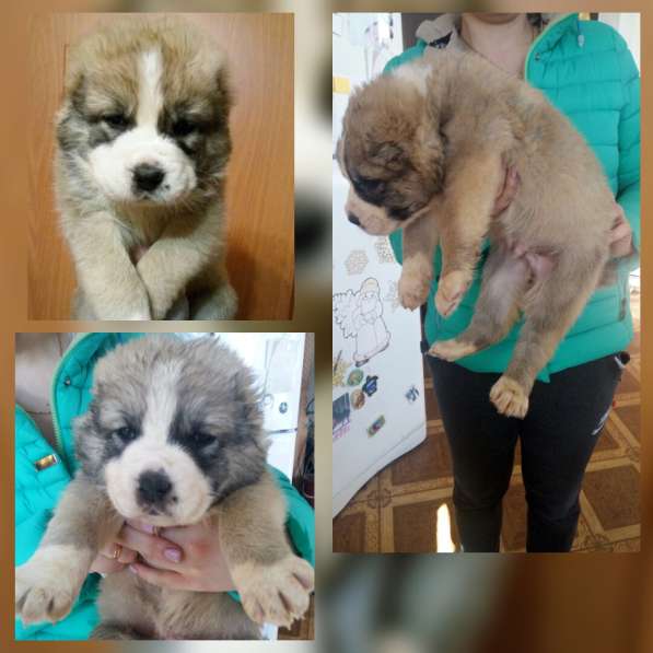 Продам щенков САО в Санкт-Петербурге фото 7