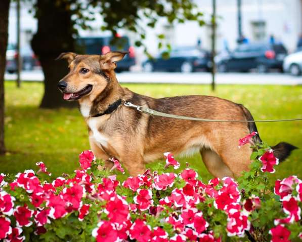 Очаровательная собачка компактного размера в Санкт-Петербурге фото 45