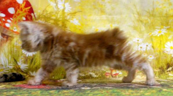 Курильский бобтейл мальчик в Москве фото 4