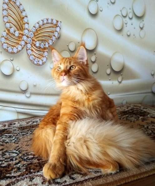 Молодой породистый кот породы Мейн-кун в Санкт-Петербурге фото 5