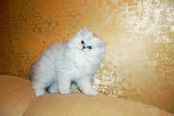 Персидские котята серебристая и золотая шиншилла в Москве фото 3