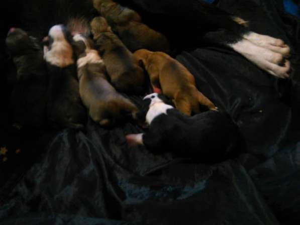 Щенки Американского стаффордширского терьера (Собака янки) в фото 15