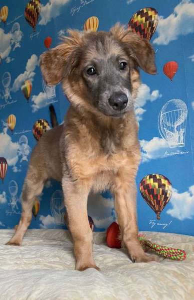 Щенки очень ждут своего человека в Москве фото 18