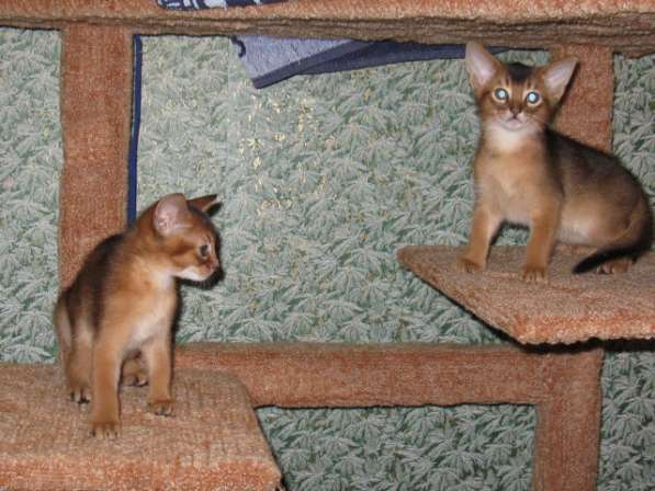 Продажа АБИССИНСКИХ котят в Дмитрове фото 13