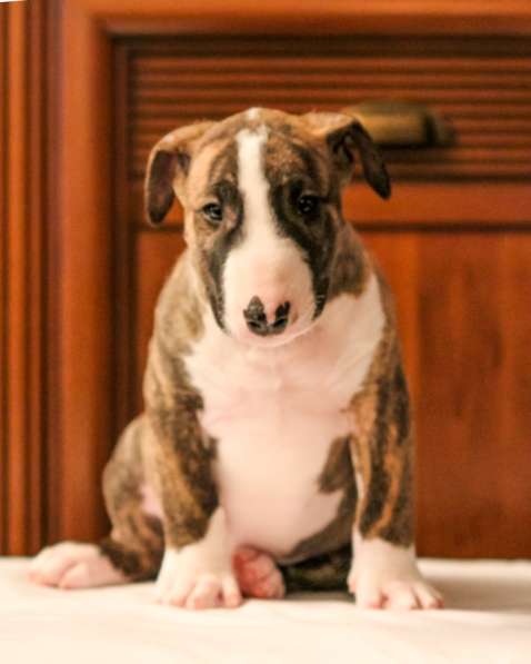 Щенки бультерьера. Bullterrier puppies в Вологде