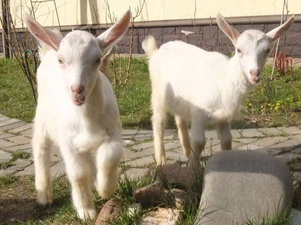 Чистопородные зааненские козлики в Голицыне фото 21