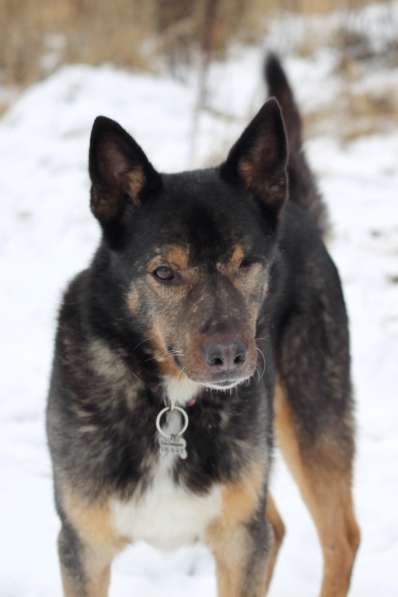 Одноглазый пес Пират! Последний шанс в Москве фото 12