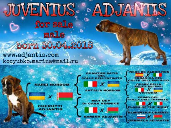 Щенок боксера в 