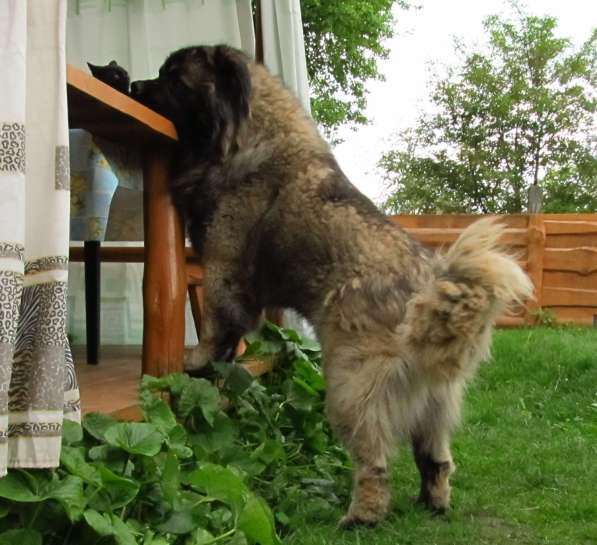 Кавказской овчарки щенок в фото 3