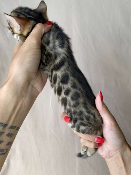 Бенгальские котята в Ростове-на-Дону фото 19