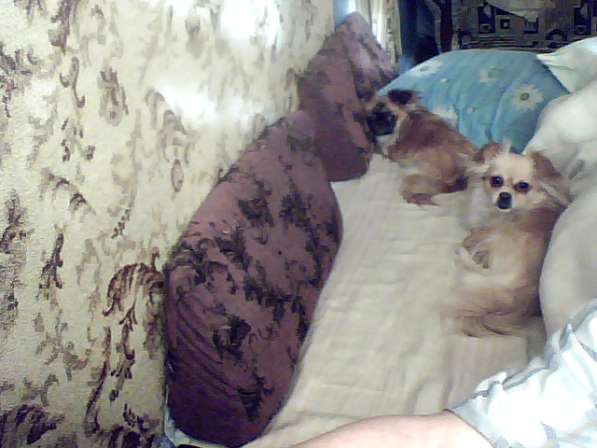 Продам щенка в фото 5