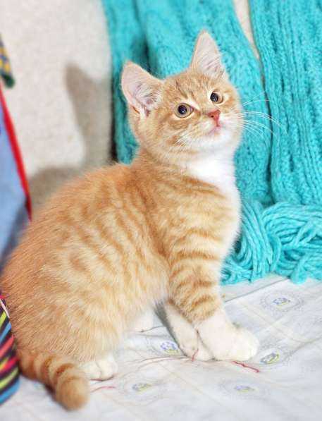 Рыженький котенок Цитрон - сплошное очарование.