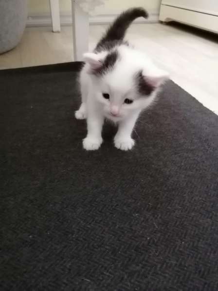 Котенок в Москве фото 9