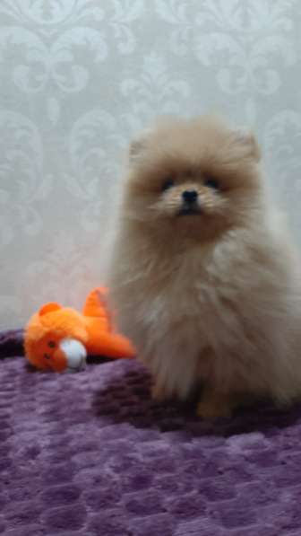Померанский шпиц. Orange girl в фото 5