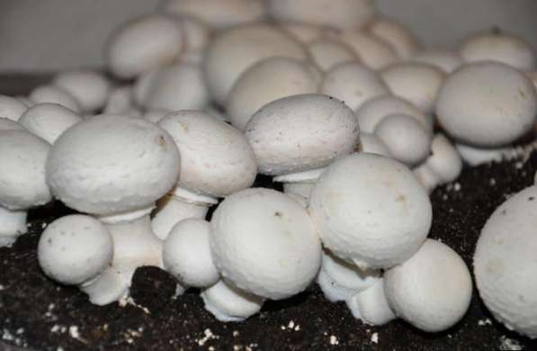 Мицелий грибов и грибных блоки
