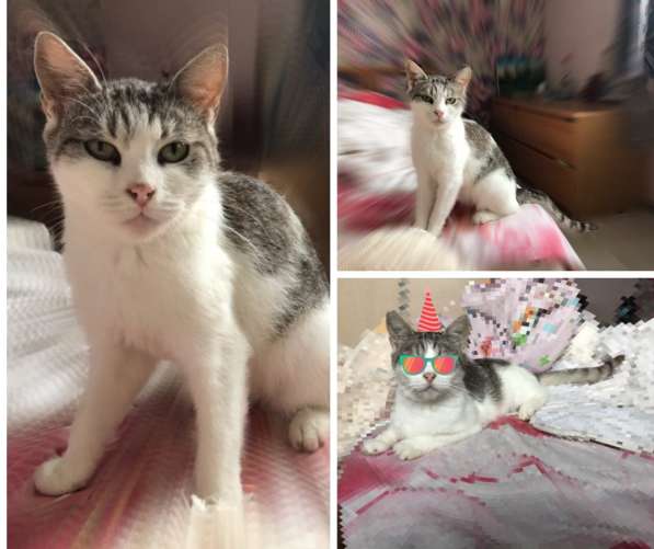 Кошка Булочка в Краснодаре