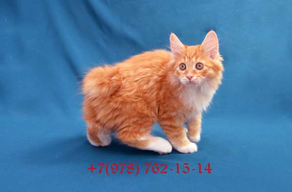 Котенок породы Курильский бобтейл в Ялте фото 7